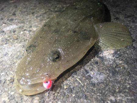 サビキ＆アジング