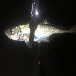 Can\’t stop 鯵ング❗️