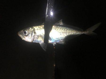 Can\'t stop 鯵ング❗…