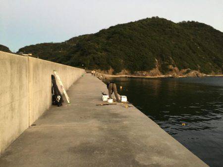 サヨリが入れ食い