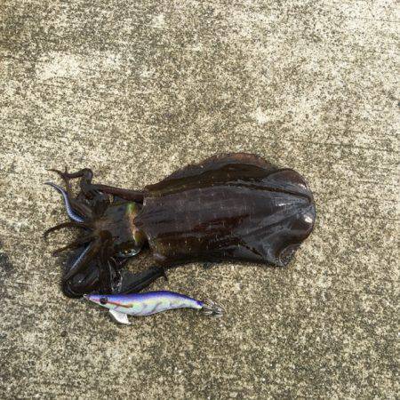 エギング&ワインド