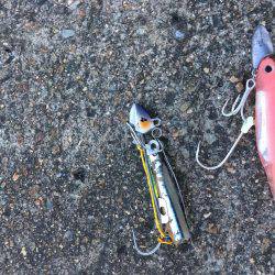 朝まずめ☆太刀魚