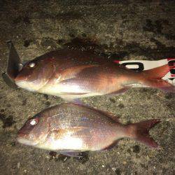 シラサカゴ万歳