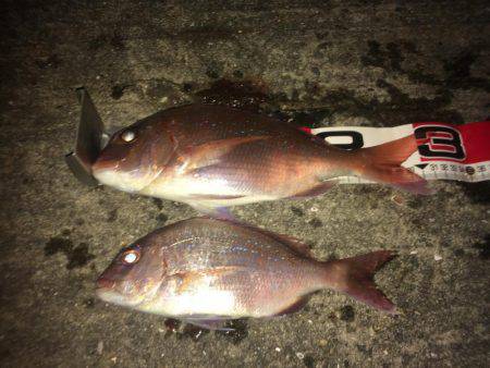 シラサカゴ万歳