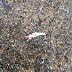 サゴシ好調キープ!