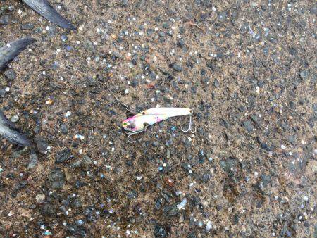 サゴシ好調キープ!