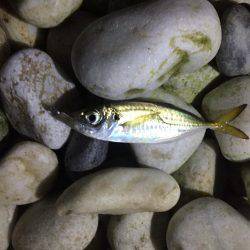 アジング好調キープ！