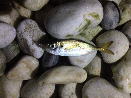 アジング好調キープ！