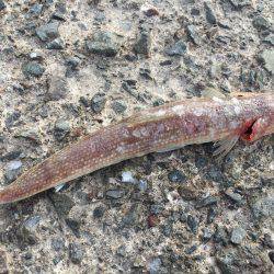 タチウオ好調!サゴシも