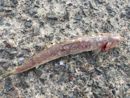 タチウオ好調!サゴシも