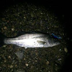 シーバス高活性！