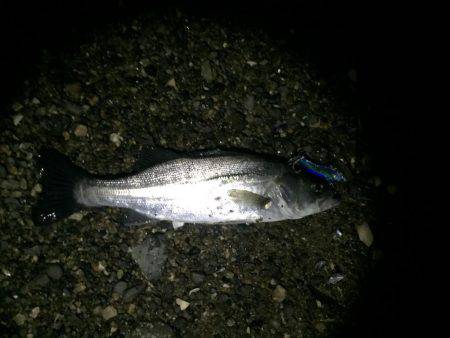 シーバス高活性！