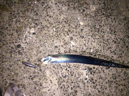 タチウオ爆釣！