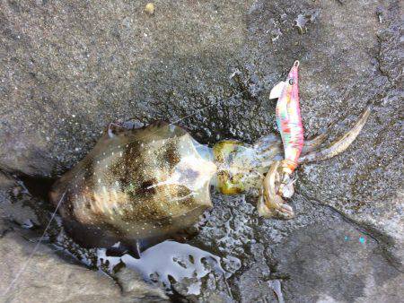 久しぶりに連チャン