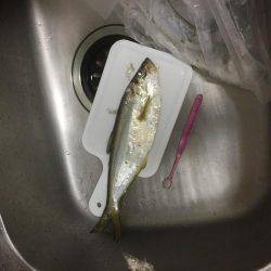 初めてのワインド釣り