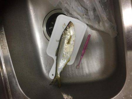 初めてのワインド釣り