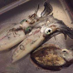 太刀魚の邪魔がなければ