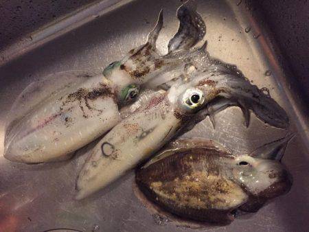 太刀魚の邪魔がなければ