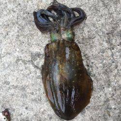 型が大きくなってきました