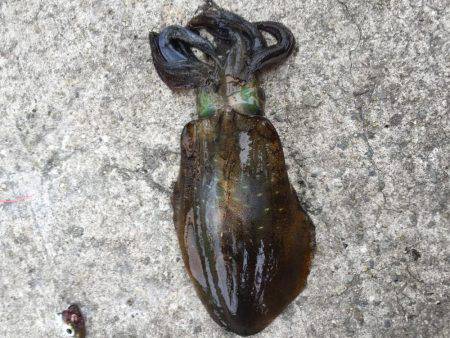 型が大きくなってきました