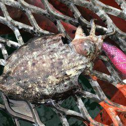 サーベルナイトでタチウオ狙い…のはずが