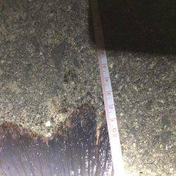 久々のリバーシーバス❗️