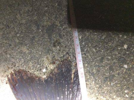 久々のリバーシーバス❗️