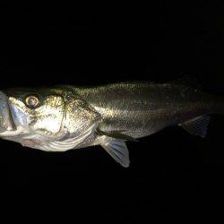 連日の淀川で❗️