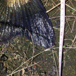 ランカーは遠い…