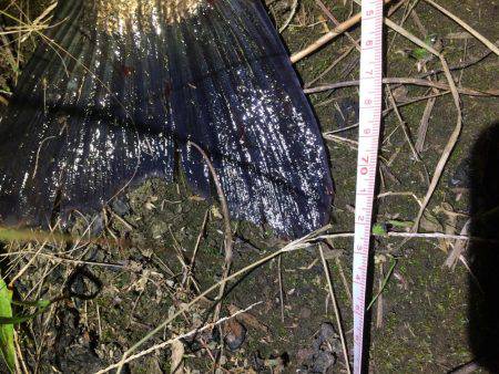 ランカーは遠い…