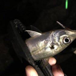 タチウオのちアジ…