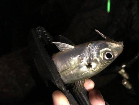 タチウオのちアジ…