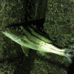 ライトライトライト