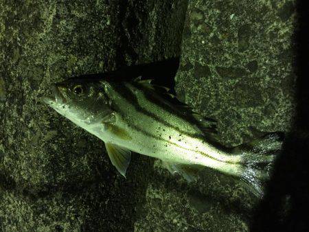 ライトライトライト