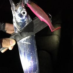 太刀魚パトロール！