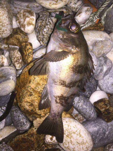 ライトゲーム調査