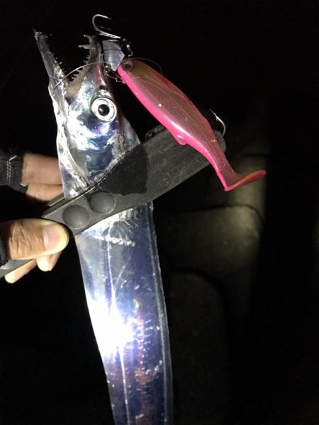 太刀魚パトロール！