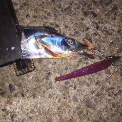 タチウオ上昇中