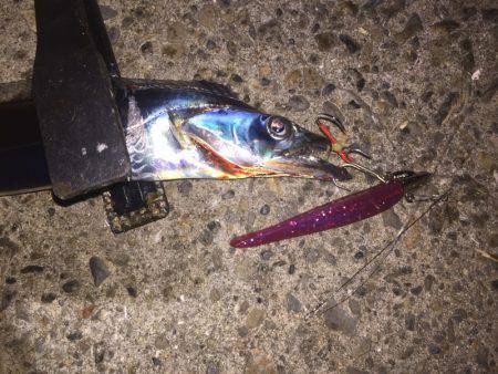 タチウオ上昇中