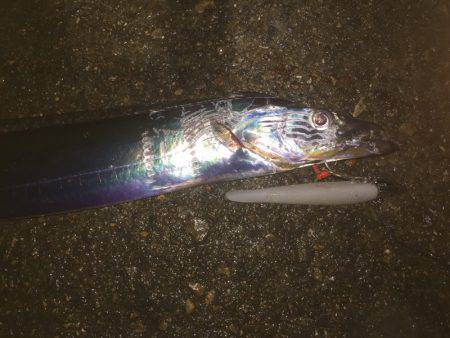 夜はシブいです