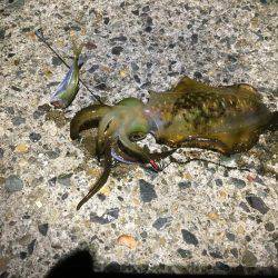 良い感じの月明かり