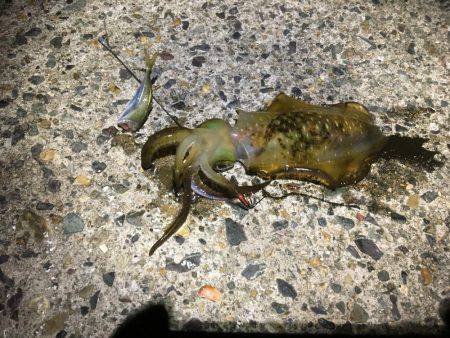 良い感じの月明かり