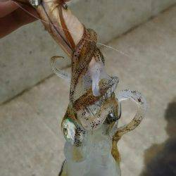 いいサイズ上がりました