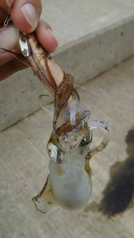 いいサイズ上がりました