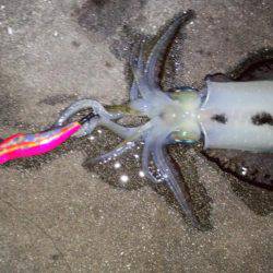 エギング苦しみました