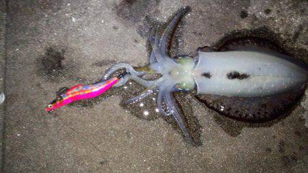 エギング苦しみました