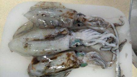 エギング苦しみました2