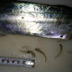 宮津サゴシ情報