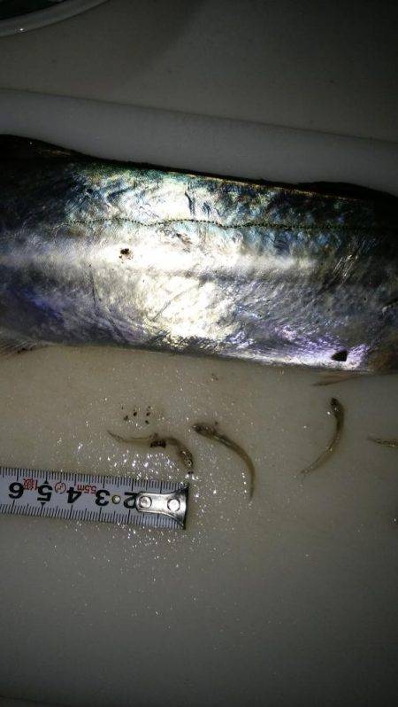 宮津サゴシ情報