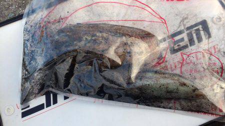 淡路島釣行苦戦しました。